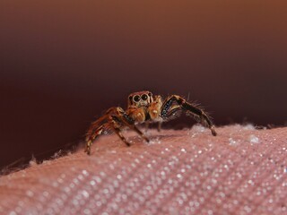 spider on the wall