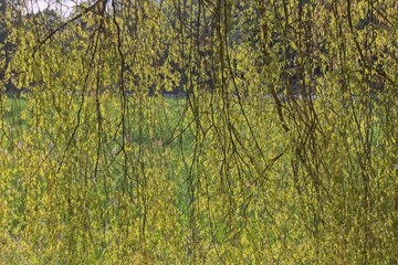 lake in the forest