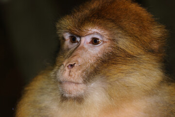 Obraz premium Berberaffe / Barbary macaque / Macaca sylvanus