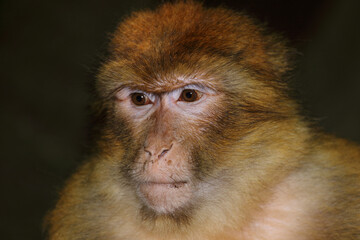 Berberaffe / Barbary macaque / Macaca sylvanus