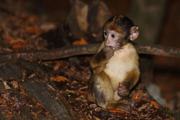 Berberaffe / Barbary macaque / Macaca sylvanus.