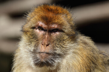 Obraz premium Berberaffe / Barbary macaque / Macaca sylvanus