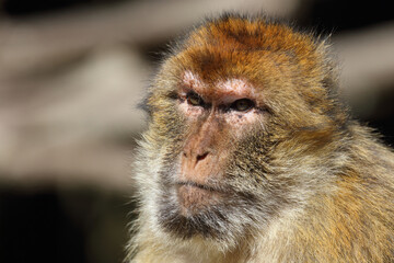 Berberaffe / Barbary macaque / Macaca sylvanus
