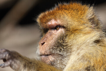 Obraz premium Berberaffe / Barbary macaque / Macaca sylvanus