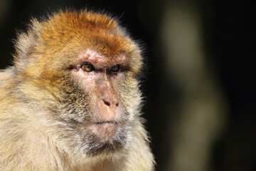 Berberaffe / Barbary macaque / Macaca sylvanus