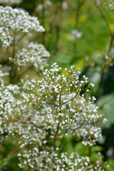 Fototapeta premium Common valerian