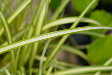 Striped Weeping Sedge Evergold