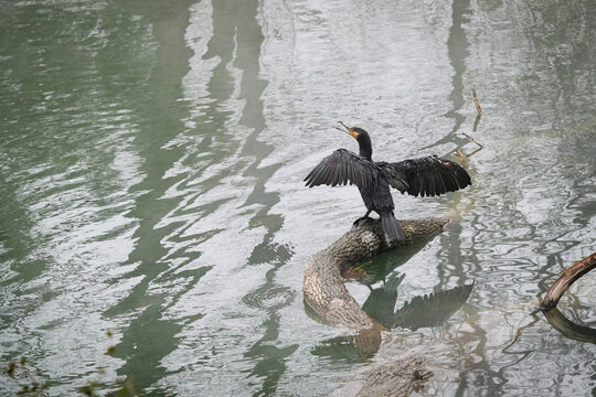 Le cormoran