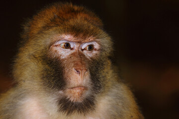 Berberaffe / Barbary macaque / Macaca sylvanus
