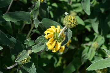 Jerusalem sage