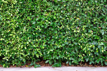 green leaves background, texture, backdrop and wallpaper.