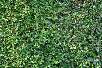 green leaves background, texture, backdrop and wallpaper.