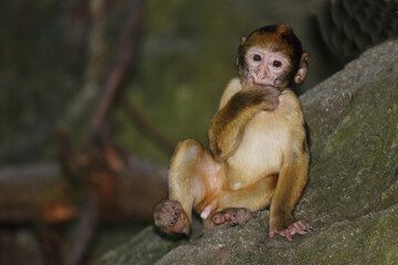 Berberaffe / Barbary macaque / Macaca sylvanus.