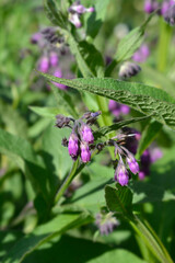 Common comfrey