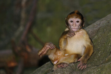Fototapeta na wymiar Berberaffe / Barbary macaque / Macaca sylvanus.
