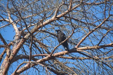 crow on a branch