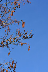 European black alder
