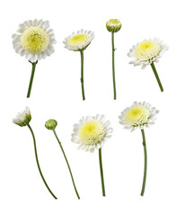 Set of white chrysanthemum (santini) flowers isolated