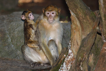 Berberaffe / Barbary macaque / Macaca sylvanus.