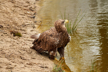 A sea eagle is drinking in the water. Water droplets leak from the beak. Reflection in the lake. Detailed, yellow beak brown feathers, animal themes