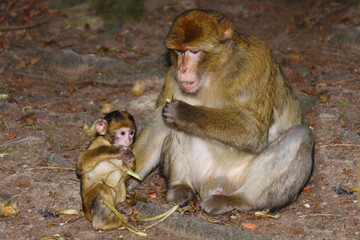 Berberaffe / Barbary macaque / Macaca sylvanus.