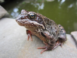 A large beautiful grass frog (Rana temporaria) sits on the rocks near the garden pond.