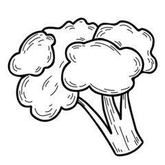 Vegetable. Cauliflower head of kale Vegetable. Vector illustration. Line drawing in hand doodle style, outline