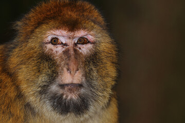 Berberaffe / Barbary macaque / Macaca sylvanus