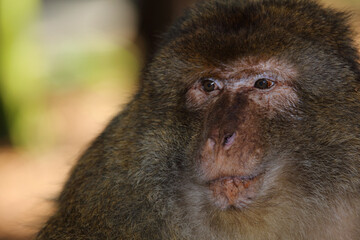 Berberaffe / Barbary macaque / Macaca sylvanus