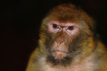 Berberaffe / Barbary macaque / Macaca sylvanus