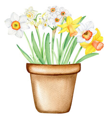 Watercolor hand drawn daffodils in pot, spring floral clipart, isolated illustration on white background. 