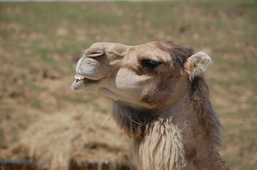 Le sourire du chameau