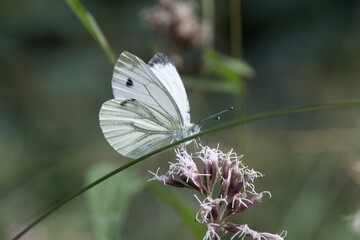 butterfly on a flower