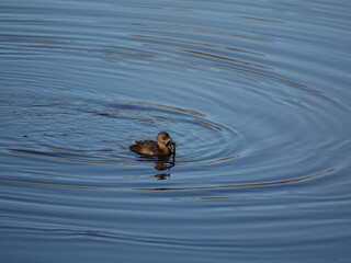 little grebe (Tachybaptus ruficollis) with fish in beak, river in the UK during winter