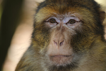 Berberaffe / Barbary macaque / Macaca sylvanus