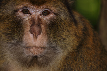 Obraz premium Berberaffe / Barbary macaque / Macaca sylvanus