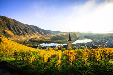 The Moselle Loop in Rhineland-Palatinate, Germany. Beautiful landscape shot at sunrise with fog in the morning over the town of Brem in the wine field of a steep slope - obrazy, fototapety, plakaty