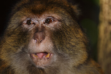 Berberaffe / Barbary macaque / Macaca sylvanus
