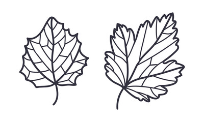 Hand Drawn Autumn Leaf Contour or Outline Vector Illustration Set