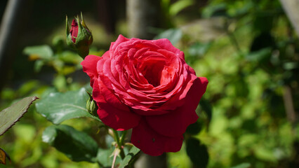 Red rose, the queen of May