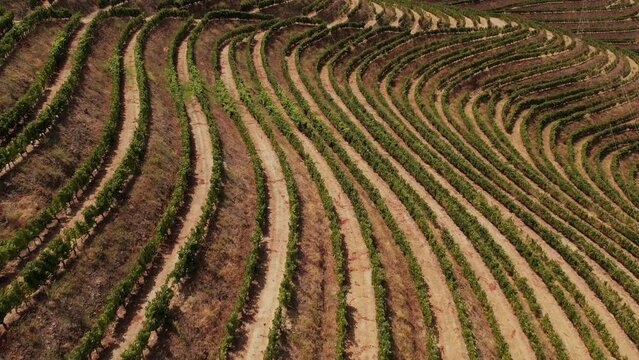 Curved Vineyards of Douro Valley, Portugal