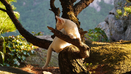 A white cat playing a pine tree
