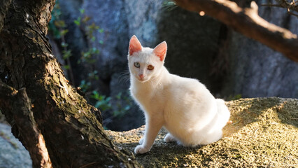 Odd eye white cat sitting on a rock