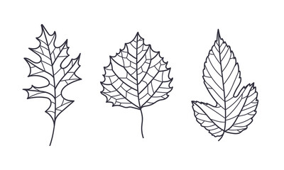 Hand Drawn Autumn Leaf Contour or Outline Vector Illustration Set