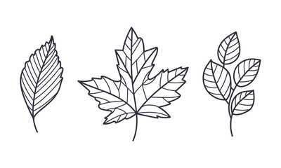 Hand Drawn Autumn Leaf Contour or Outline Vector Illustration Set