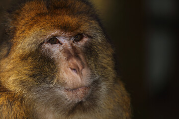 Berberaffe / Barbary macaque / Macaca sylvanus