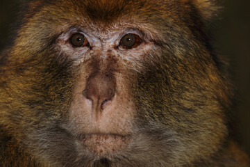 Obraz premium Berberaffe / Barbary macaque / Macaca sylvanus