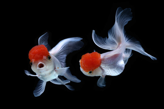 A pair of Goldfish Oranda Red Cap in aquarium.