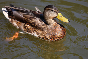 Stockente / Mallard / Anas platyrhynchos..