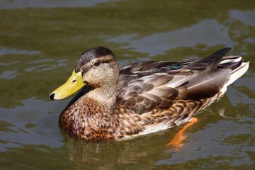 Stockente / Mallard / Anas platyrhynchos..